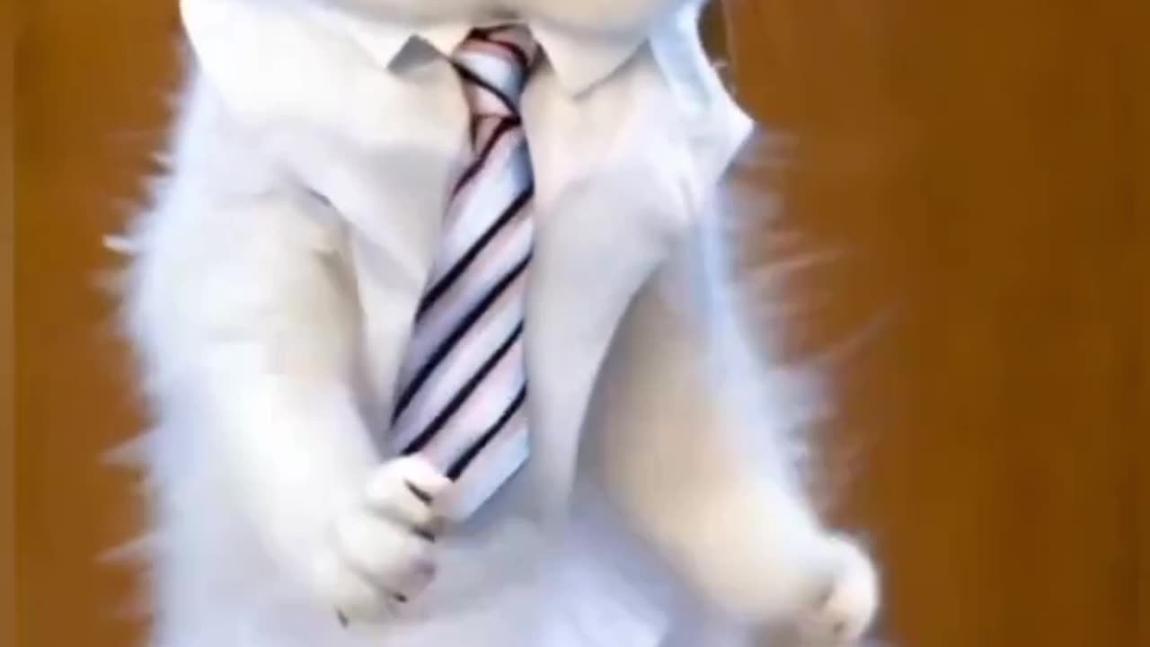 Cat funny dance video #cat#catlover#viral#trending #7