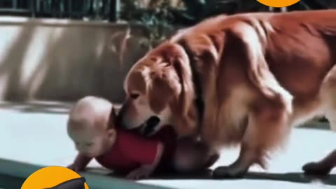 CARING DOGS 🐶🐕🐶