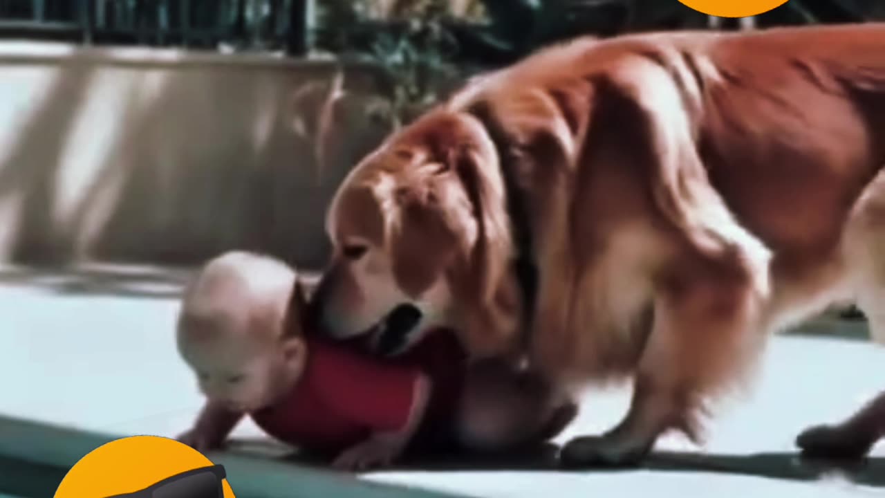 CARING DOGS 🐶🐕🐶