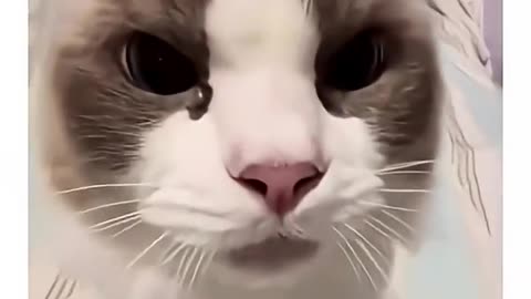 Do You Speak Meow Language? Cute & Funny Cat Moments! Subscribe & Like for More 🥰