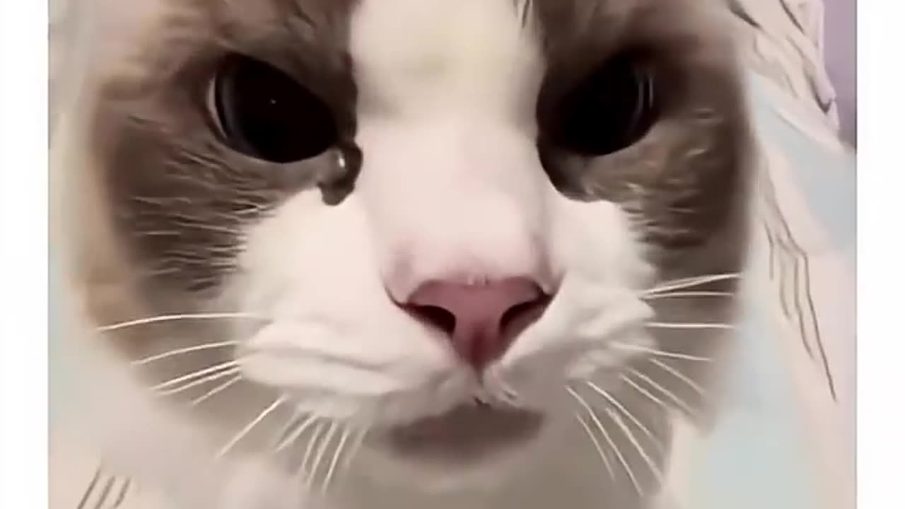 Do You Speak Meow Language? Cute & Funny Cat Moments! Subscribe & Like for More 🥰