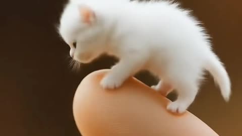 Thumb Cat