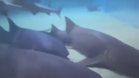 When Sharks Go Funny 😂🦈 | Viral Animal Shorts