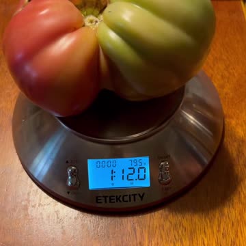 Largest Domingo Tomato Yet!