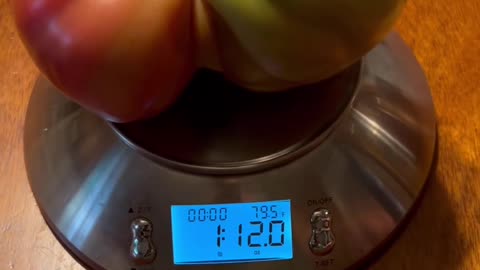 Largest Domingo Tomato Yet!