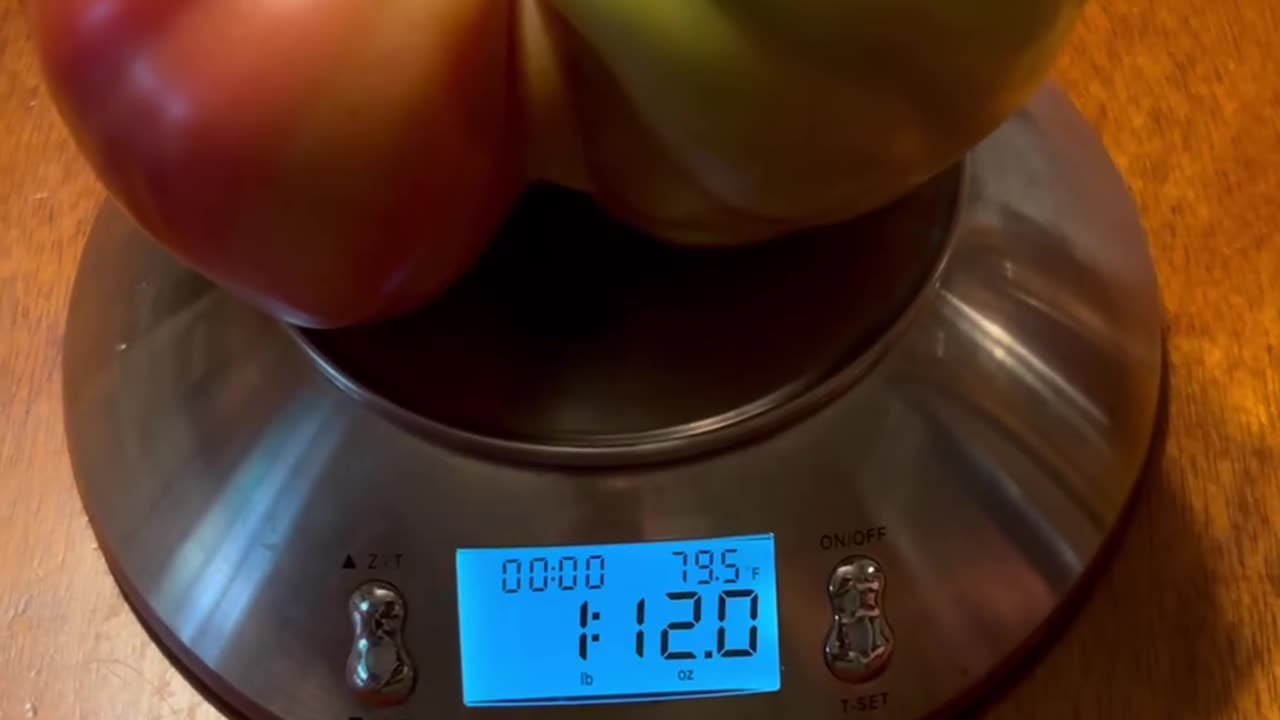 Largest Domingo Tomato Yet!
