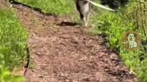 Animal