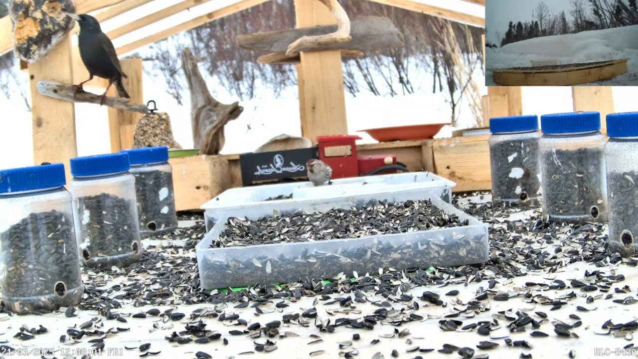 A Starling Reproducing Unbelievable Sounds
