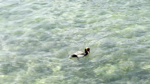 Luzern Lake Luzern Lake