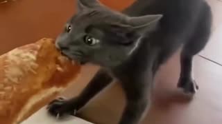 Funny animals