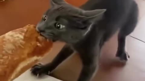 Funny animals