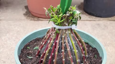 house plants