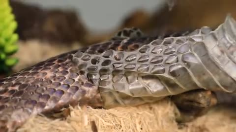 What's Inside a Rattlesnake Rattle?