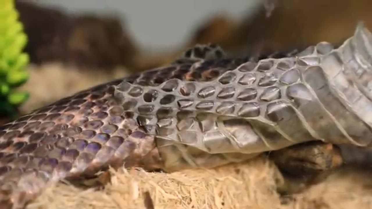 What's Inside a Rattlesnake Rattle?