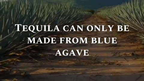 Best Tequila For Dessert Pairing – Pure Agave Luxury By AgaveLuz