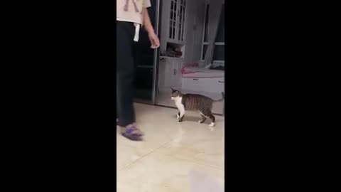 Funny Animals videos part1