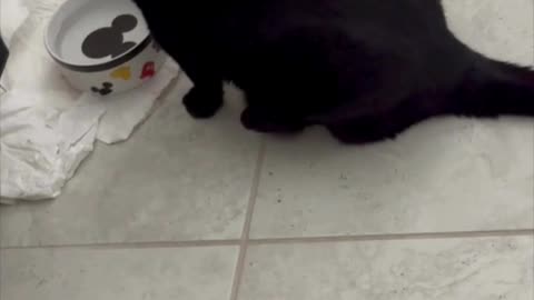 Precious Piper Drinks Out of the Downstairs Water Dish - Adopting a Cat from a Shelter Vlog #shorts