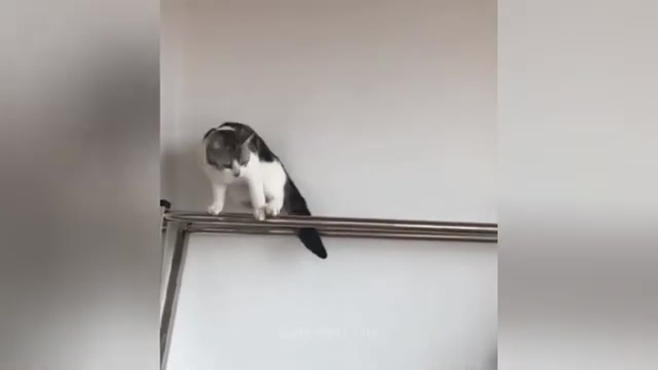 "Mirror Mirror… Who’s the Cutest Pet of Them All?"