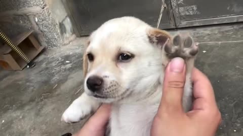 Funny dogs cute