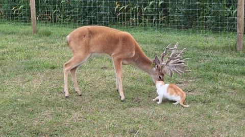 Deer Gives Cat a Bath