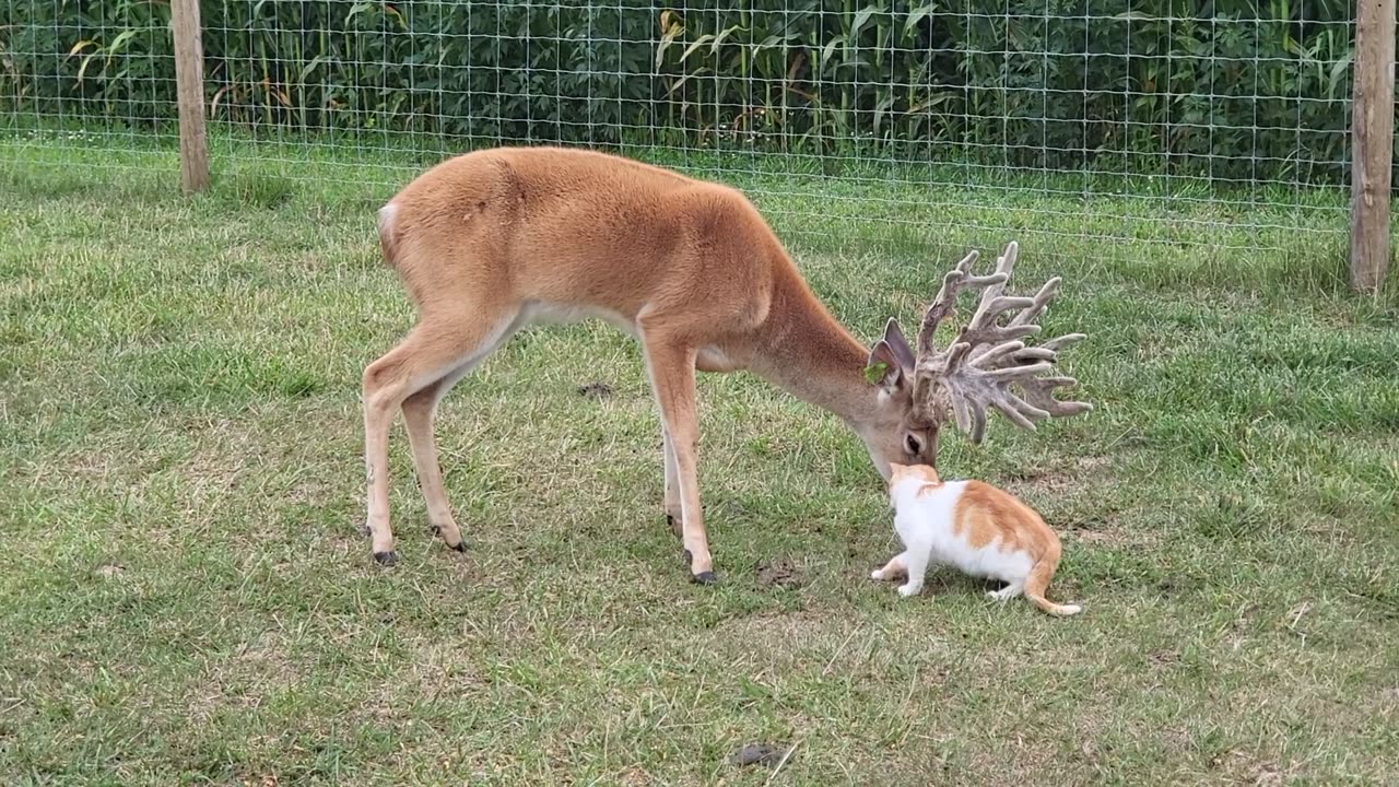 Deer Gives Cat a Bath