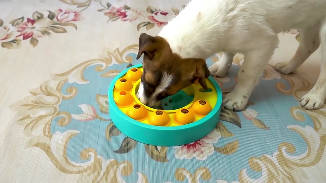 Interactive Dog Puzzle Feeder – IQ Boosting Slow Eating Bowl for Puppies