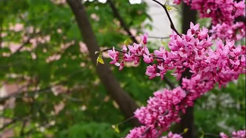ما تيسر من سورة البقرة (237-260) للشيخ صالح السويح -حفظه الله-