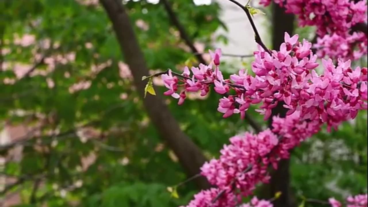 ما تيسر من سورة البقرة (237-260) للشيخ صالح السويح -حفظه الله-