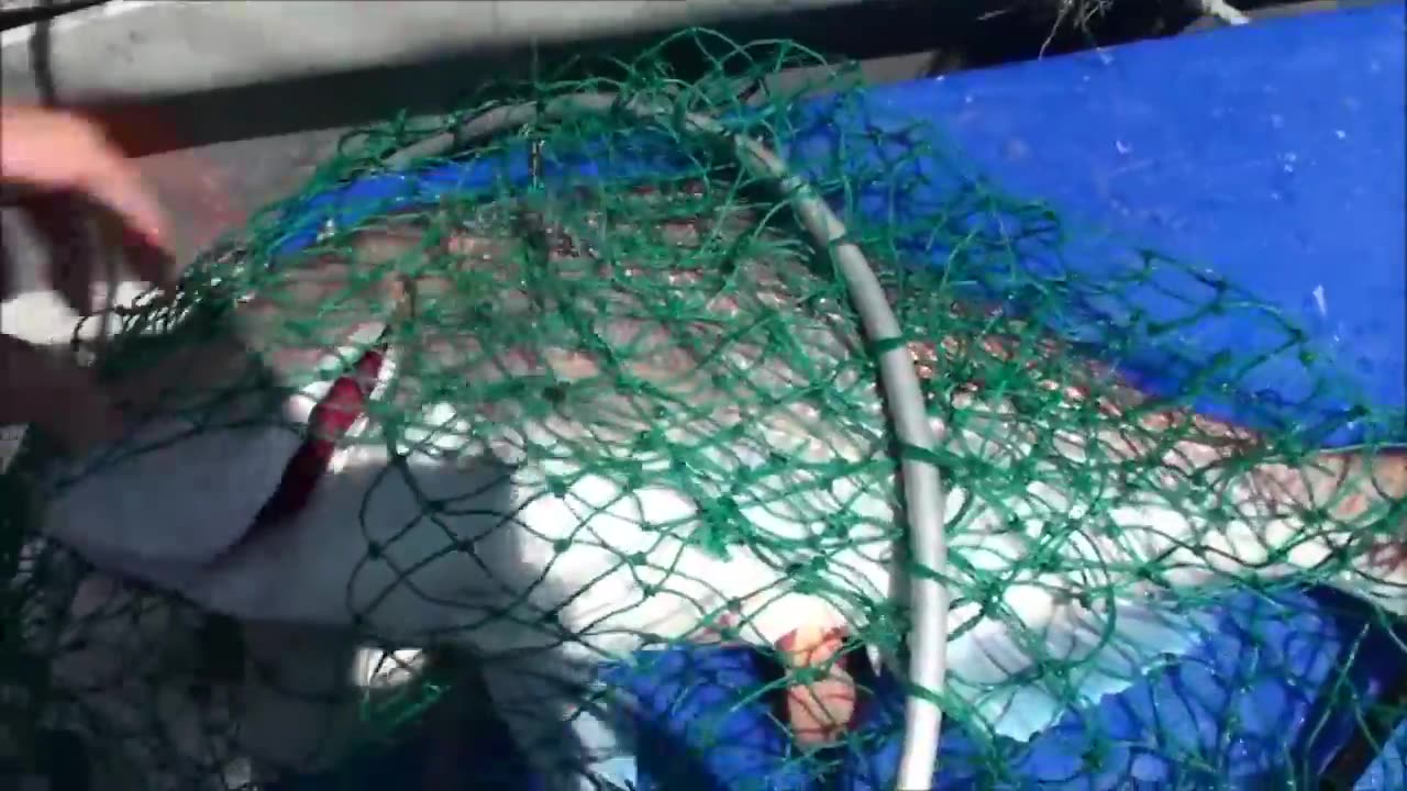 Manu bay fishing comp