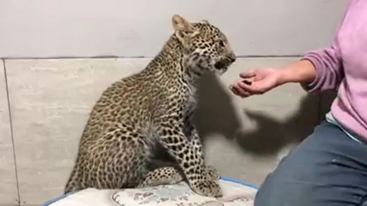 Cheetah
