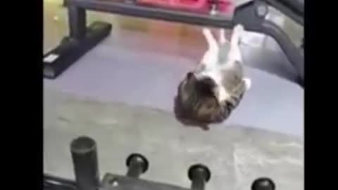Funny cat and dogs funny story, funny acting