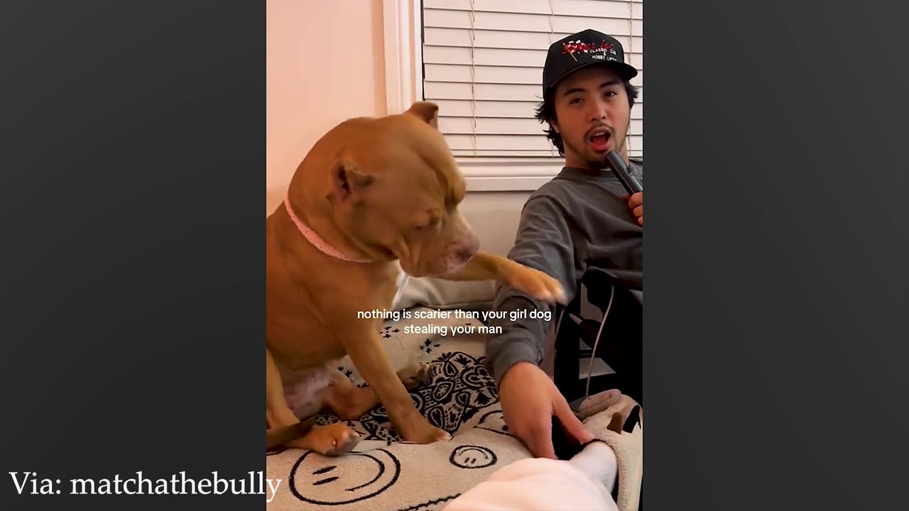 30 Minutes Laugh with These Silly Dogs 😂