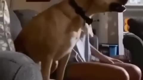 Happy moments with pets