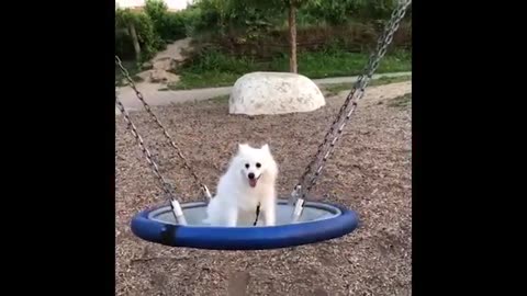 Funniest Cats & Dogs 😂 | Hilarious Animal Moments