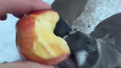 Deer being hand fed apples.