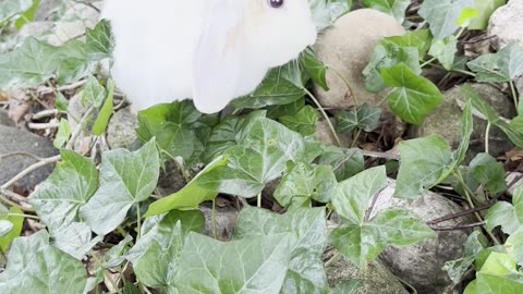 Vita kaninen Svea med blå ögon mumsar på murgröna 🌿🐰