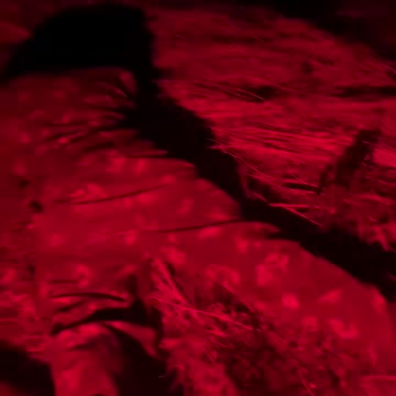 Ukrainian Raid Into the Left Bank of Kherson Takes Entire Squad Prisoner