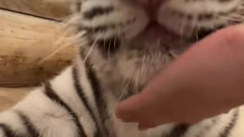 What does cat's paw have to do with us?