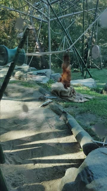 Orangutans Playing Hide & Go Seek at The San Diego Zoo