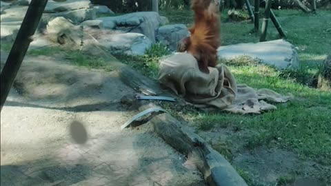 Orangutans Playing Hide & Go Seek at The San Diego Zoo