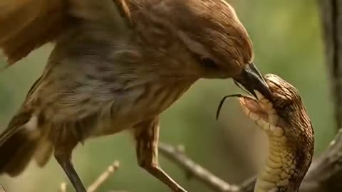 Bird vs Snake 🦜vs🐍 Ai Shorts #birds #nature #wildlife