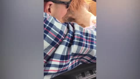 TRY NOT TO LAUGH _ Funny Weekend At The Zoo