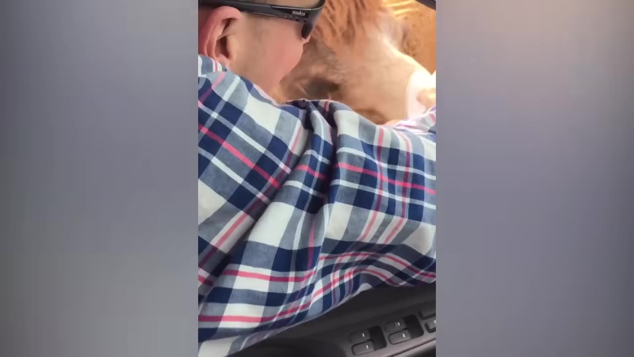 TRY NOT TO LAUGH _ Funny Weekend At The Zoo