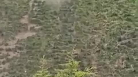 Dozens of individuals who chase after a roll of cheese down the steep 200-yard hill.