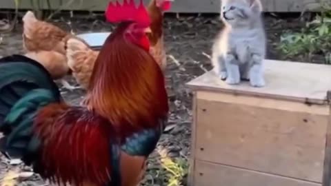 Such a cuteness little lion king!🤣🤣