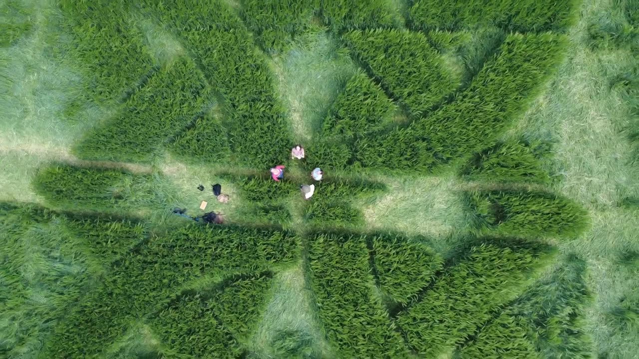 Visiting The Gallops Crop Circle May 25 || Plus The 5000 year old Bronze Age Burial and Village