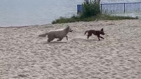 Догонялки