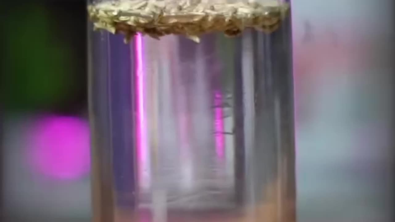Such a powerful diet that if eaten, bones will become strong