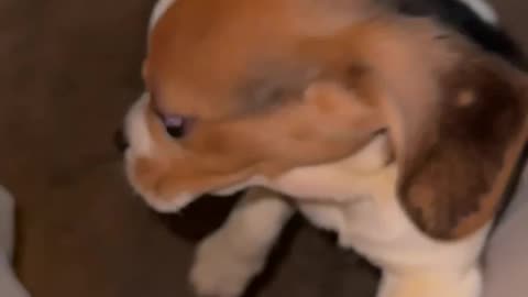 The Cutest Beagle Attack Video!