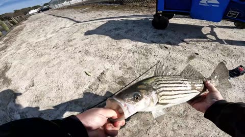 Catching Big Striper from Shore